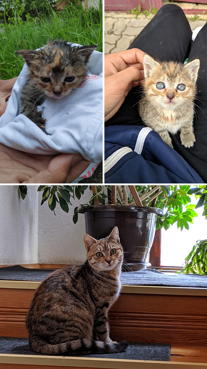 People Are Sharing Before And After Adoption Pictures Of Their Cats And It&#8217;s Heartwarming (35 Pics)