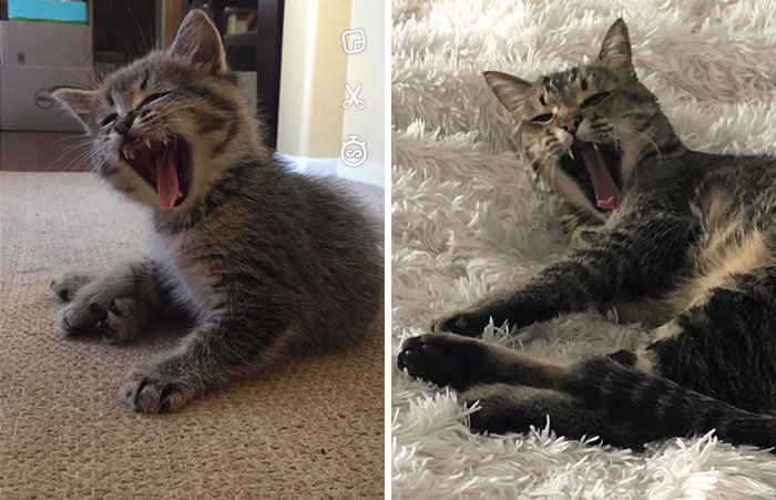 People Are Sharing Before And After Adoption Pictures Of Their Cats And It&#8217;s Heartwarming (35 Pics)