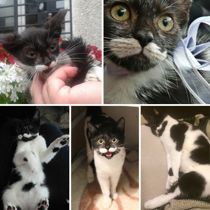 People Are Sharing Before And After Adoption Pictures Of Their Cats And It&#8217;s Heartwarming (35 Pics)