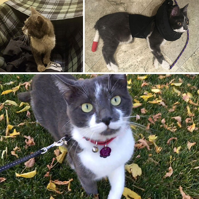People Are Sharing Before And After Adoption Pictures Of Their Cats And It&#8217;s Heartwarming (35 Pics)