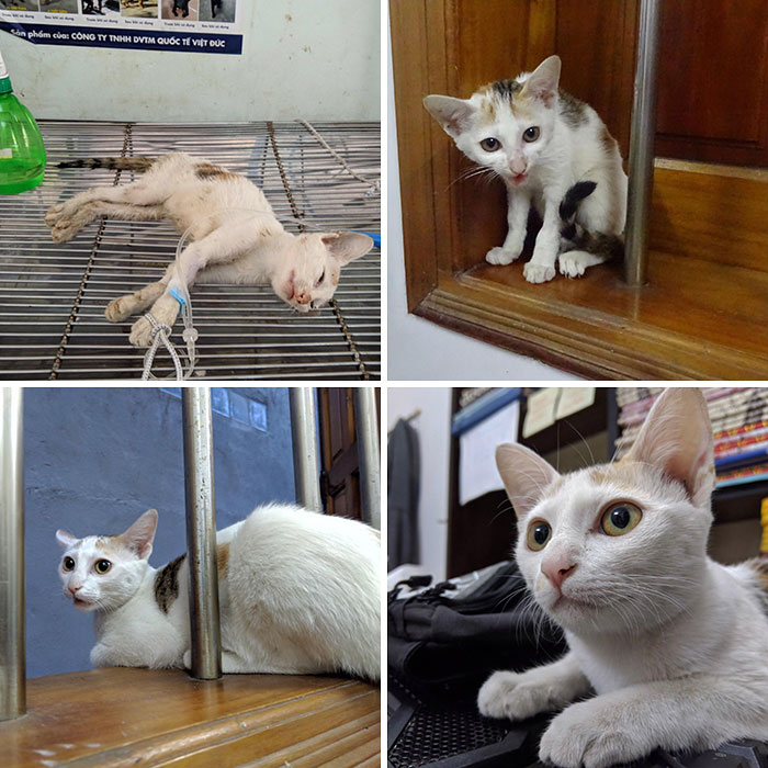 People Are Sharing Before And After Adoption Pictures Of Their Cats And It&#8217;s Heartwarming (35 Pics)