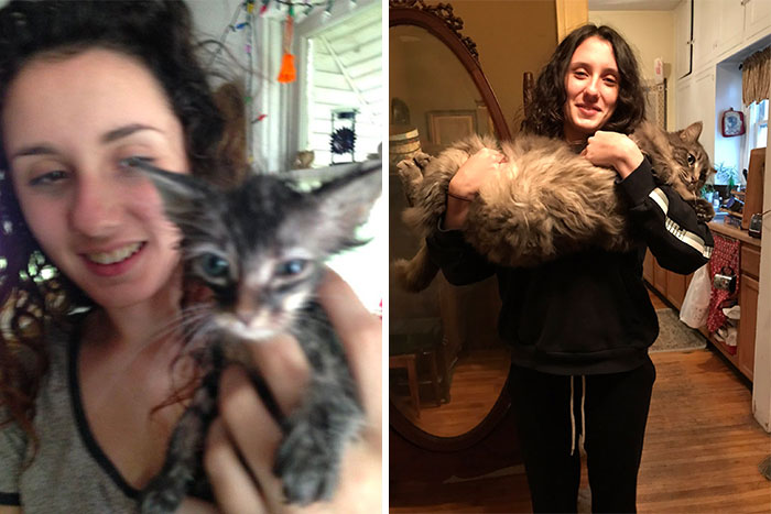 People Are Sharing Before And After Adoption Pictures Of Their Cats And It&#8217;s Heartwarming (35 Pics)