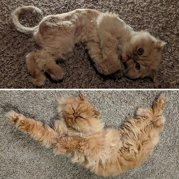 People Are Sharing Before And After Adoption Pictures Of Their Cats And It&#8217;s Heartwarming (35 Pics)