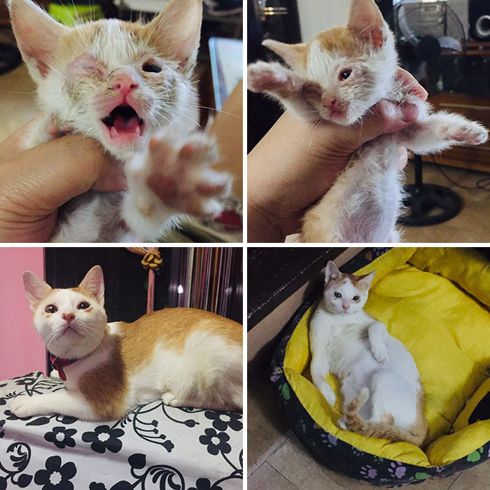 People Are Sharing Before And After Adoption Pictures Of Their Cats And It&#8217;s Heartwarming (35 Pics)