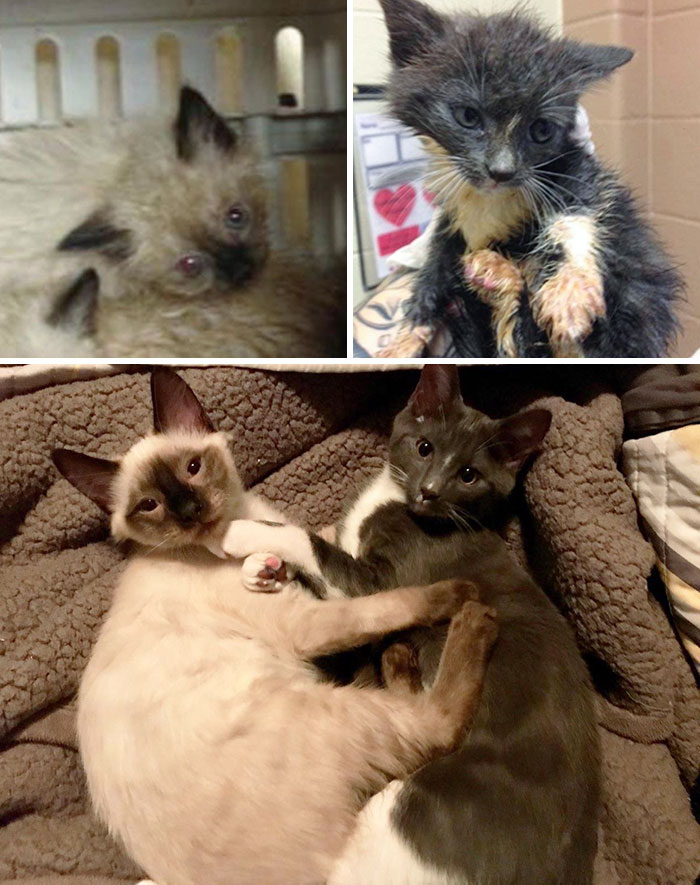 People Are Sharing Before And After Adoption Pictures Of Their Cats And It&#8217;s Heartwarming (35 Pics)