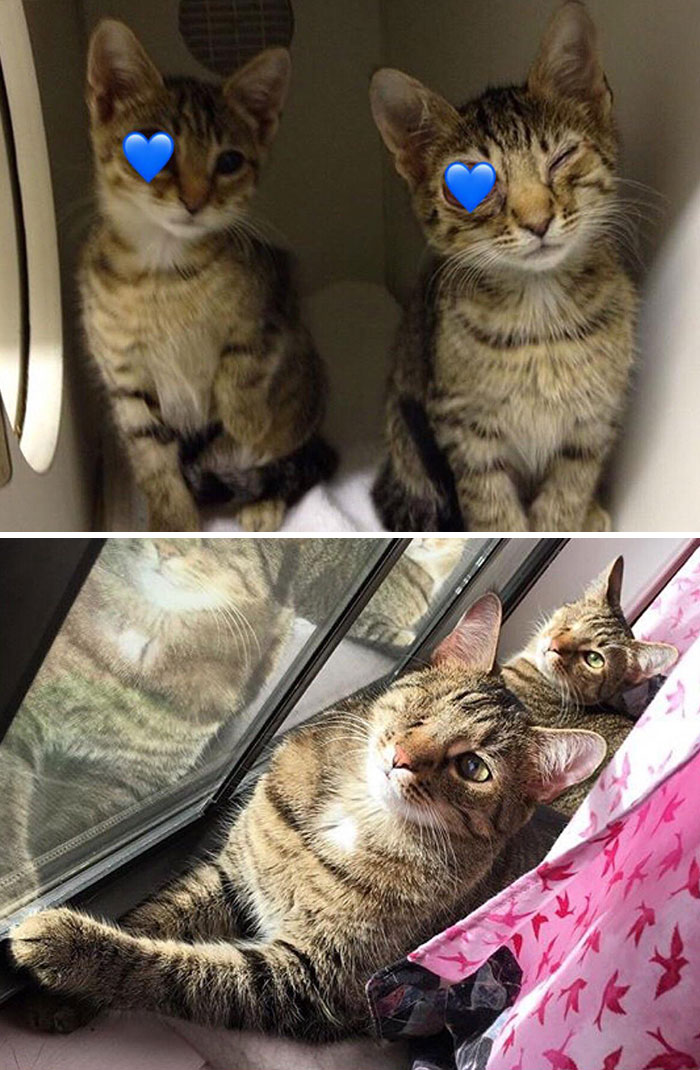 People Are Sharing Before And After Adoption Pictures Of Their Cats And It&#8217;s Heartwarming (35 Pics)