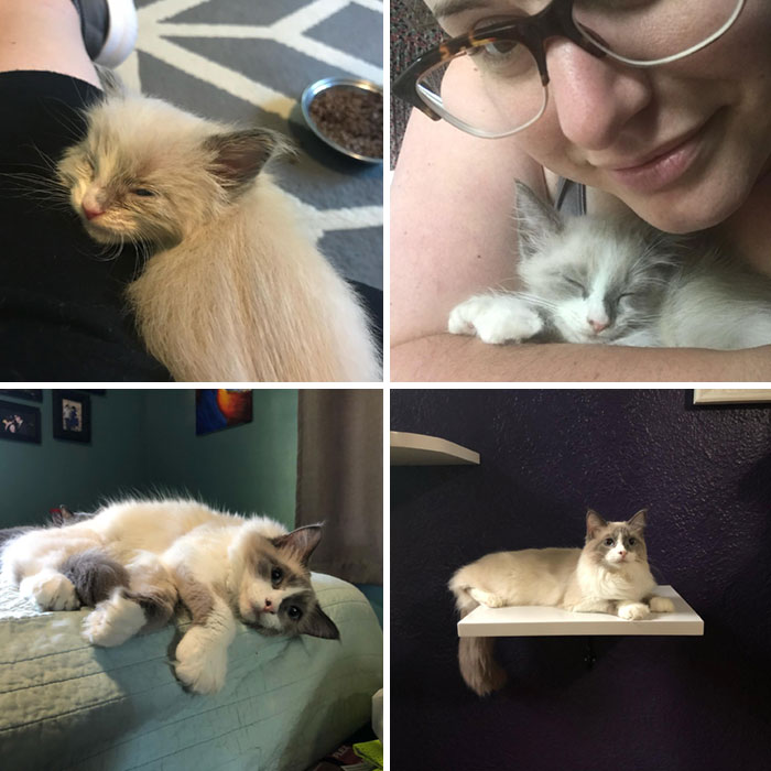 People Are Sharing Before And After Adoption Pictures Of Their Cats And It&#8217;s Heartwarming (35 Pics)