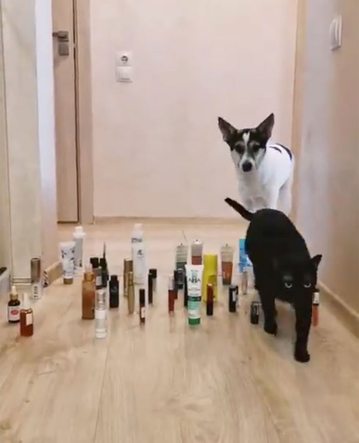 This Viral Challenge Shows How Differently Cats And Dogs Deal With Obstacles In Their Way