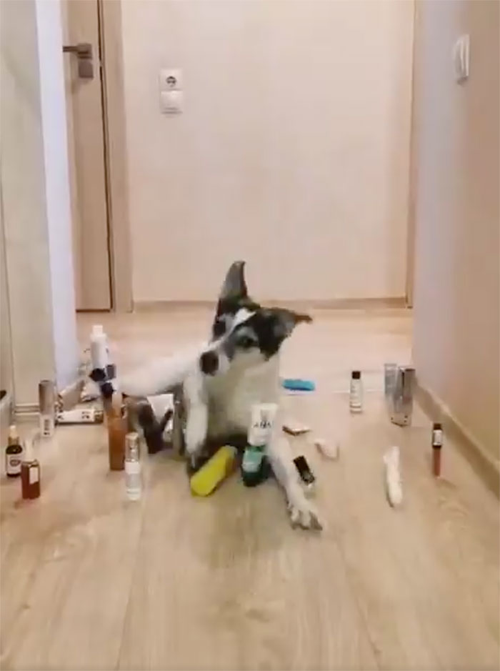 This Viral Challenge Shows How Differently Cats And Dogs Deal With Obstacles In Their Way