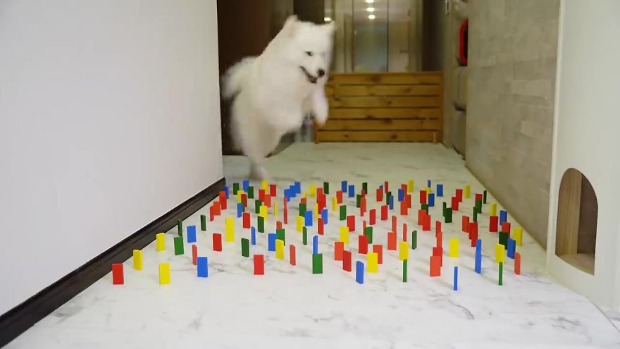 This Viral Challenge Shows How Differently Cats And Dogs Deal With Obstacles In Their Way