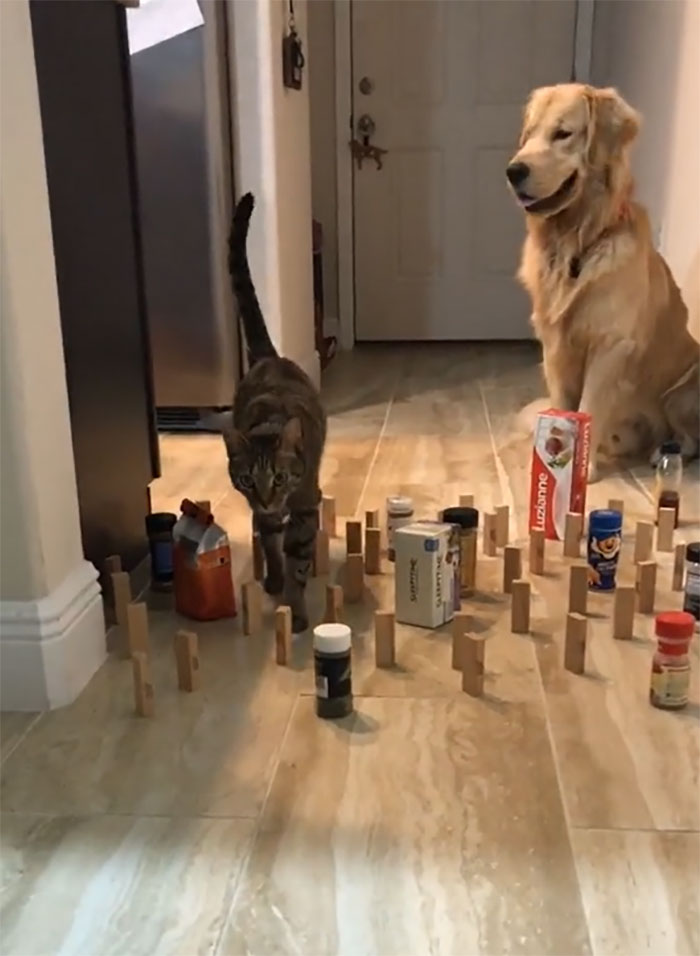 This Viral Challenge Shows How Differently Cats And Dogs Deal With Obstacles In Their Way