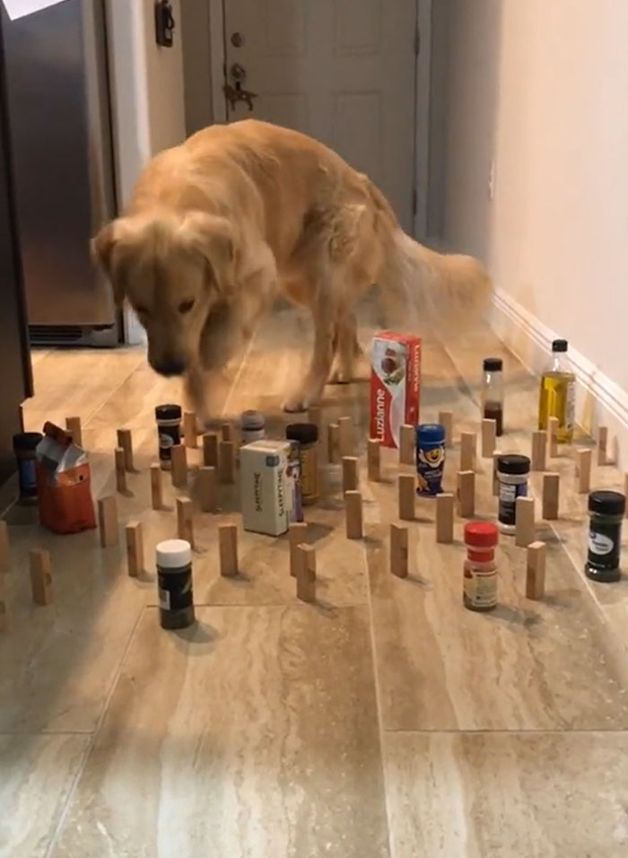 This Viral Challenge Shows How Differently Cats And Dogs Deal With Obstacles In Their Way