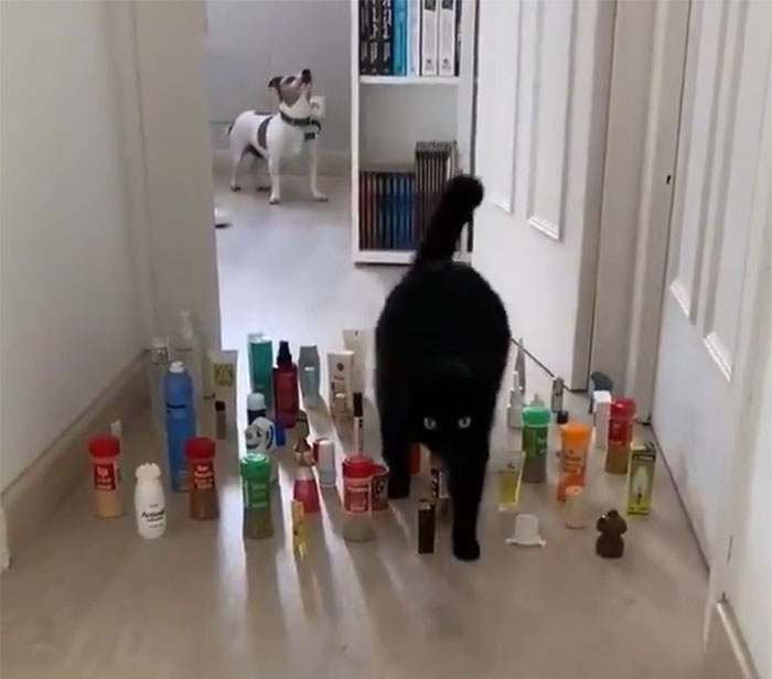 This Viral Challenge Shows How Differently Cats And Dogs Deal With Obstacles In Their Way