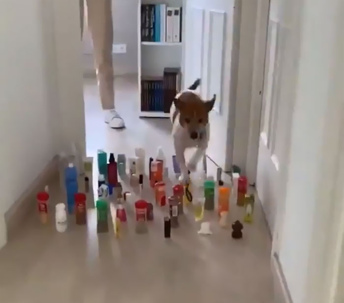 This Viral Challenge Shows How Differently Cats And Dogs Deal With Obstacles In Their Way
