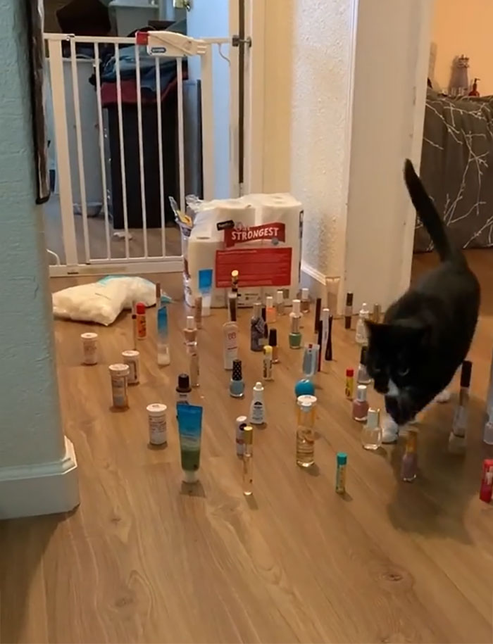 This Viral Challenge Shows How Differently Cats And Dogs Deal With Obstacles In Their Way