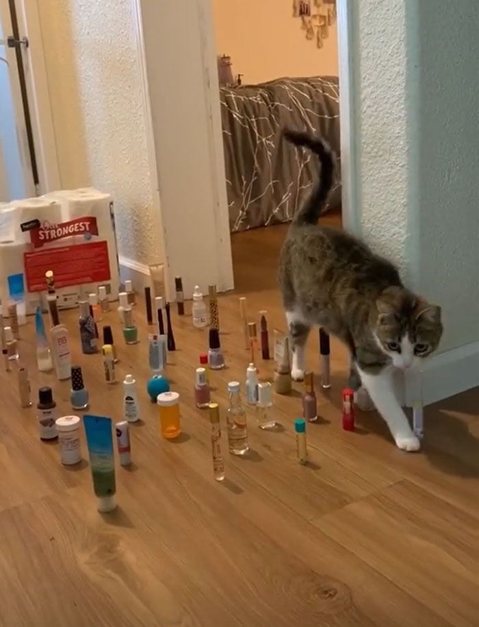 This Viral Challenge Shows How Differently Cats And Dogs Deal With Obstacles In Their Way