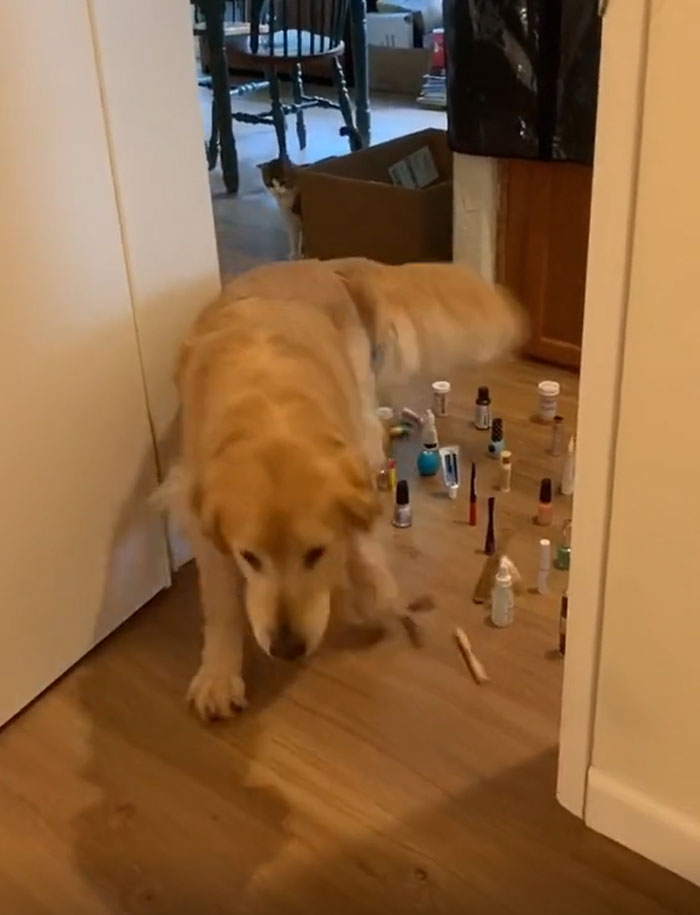 This Viral Challenge Shows How Differently Cats And Dogs Deal With Obstacles In Their Way