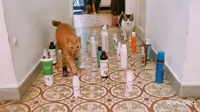 This Viral Challenge Shows How Differently Cats And Dogs Deal With Obstacles In Their Way