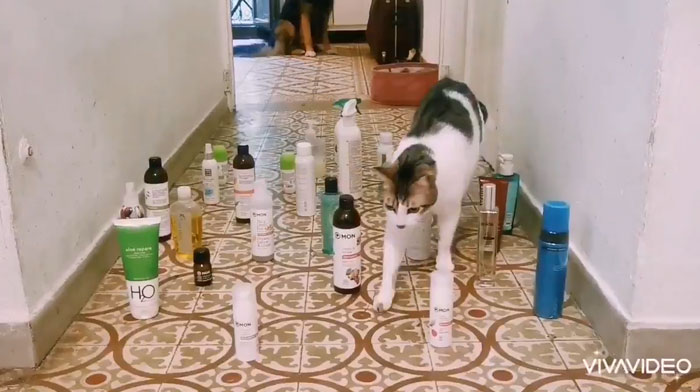 This Viral Challenge Shows How Differently Cats And Dogs Deal With Obstacles In Their Way