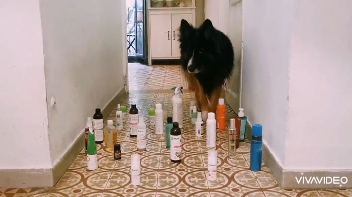 This Viral Challenge Shows How Differently Cats And Dogs Deal With Obstacles In Their Way