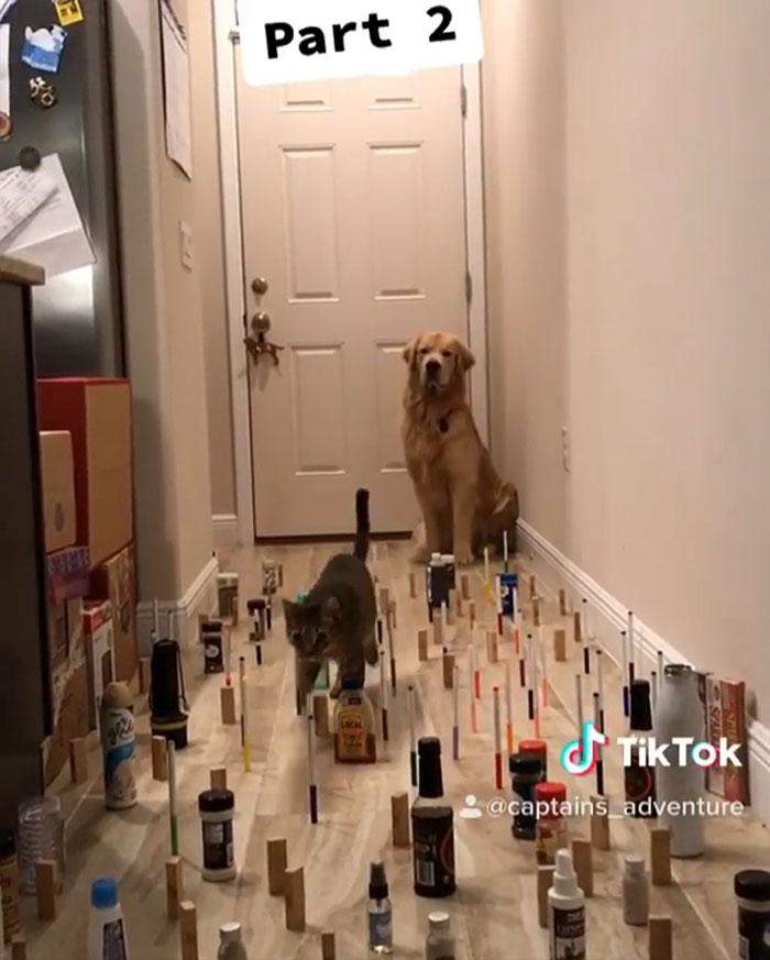 This Viral Challenge Shows How Differently Cats And Dogs Deal With Obstacles In Their Way