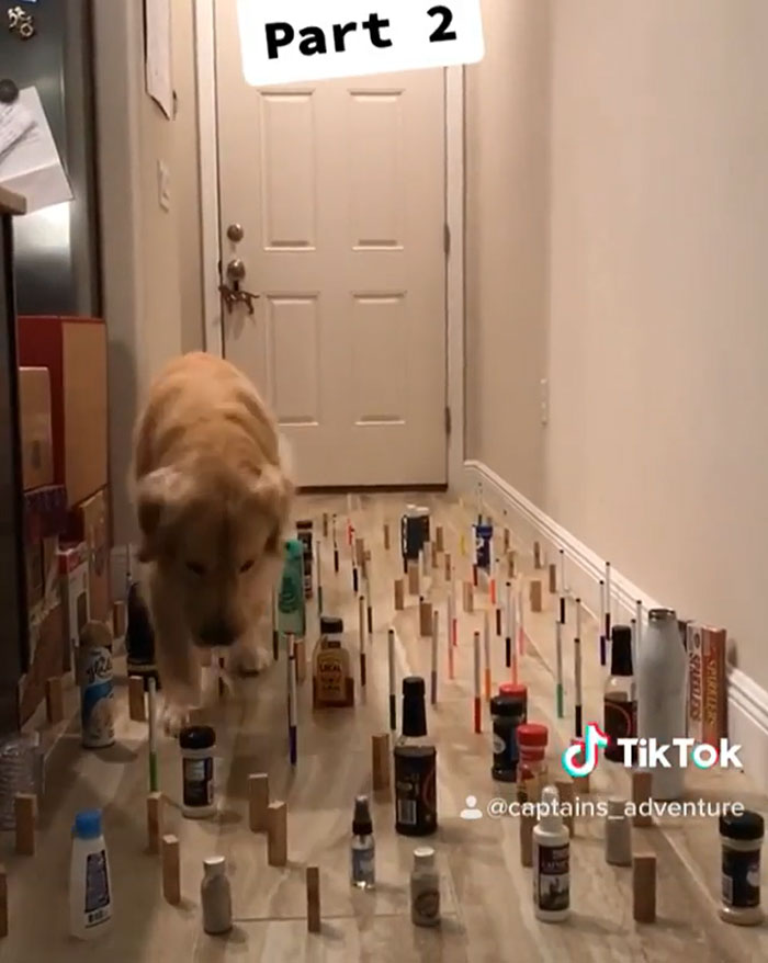 This Viral Challenge Shows How Differently Cats And Dogs Deal With Obstacles In Their Way