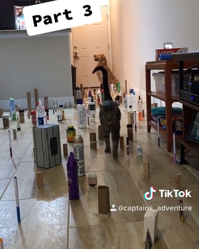 This Viral Challenge Shows How Differently Cats And Dogs Deal With Obstacles In Their Way