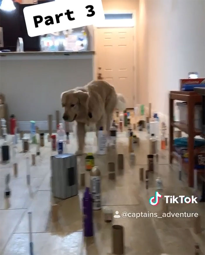 This Viral Challenge Shows How Differently Cats And Dogs Deal With Obstacles In Their Way
