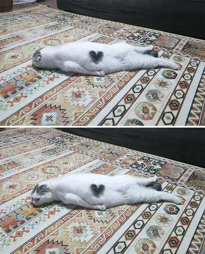 &#8220;What&#8217;s Wrong With My Cat?&#8221; Online Group Has Owners Posting Pics Of Their Malfunctioning Cats And Here Are 50 Of The Funniest Ones