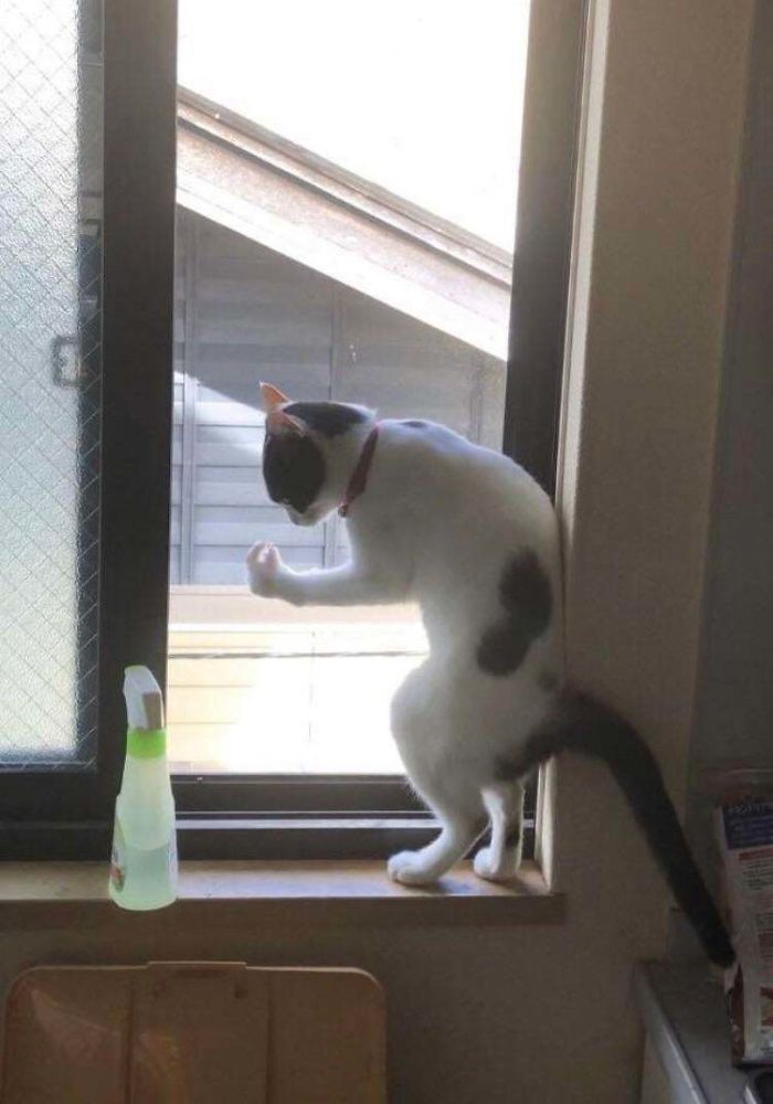 &#8220;What&#8217;s Wrong With My Cat?&#8221; Online Group Has Owners Posting Pics Of Their Malfunctioning Cats And Here Are 50 Of The Funniest Ones