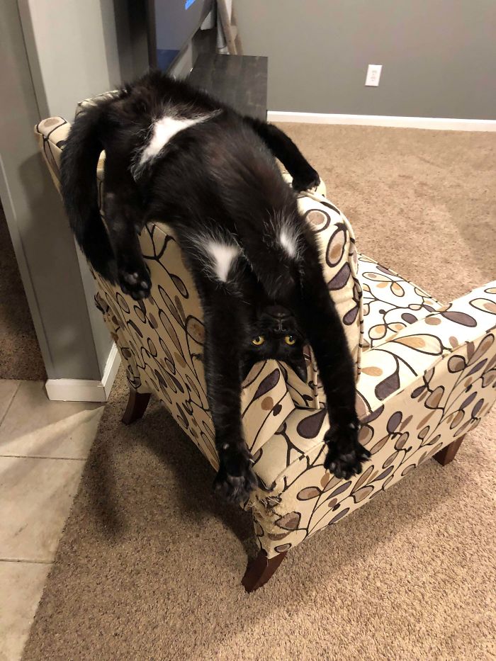 &#8220;What&#8217;s Wrong With My Cat?&#8221; Online Group Has Owners Posting Pics Of Their Malfunctioning Cats And Here Are 50 Of The Funniest Ones