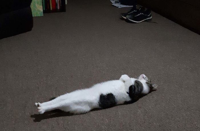 &#8220;What&#8217;s Wrong With My Cat?&#8221; Online Group Has Owners Posting Pics Of Their Malfunctioning Cats And Here Are 50 Of The Funniest Ones