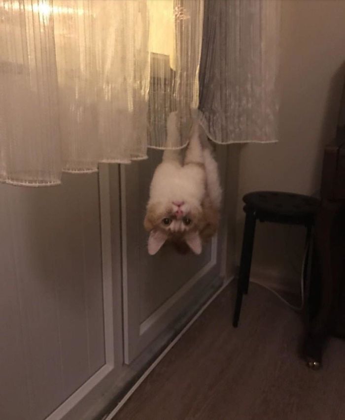 &#8220;What&#8217;s Wrong With My Cat?&#8221; Online Group Has Owners Posting Pics Of Their Malfunctioning Cats And Here Are 50 Of The Funniest Ones