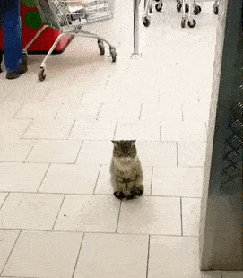 &#8220;What&#8217;s Wrong With My Cat?&#8221; Online Group Has Owners Posting Pics Of Their Malfunctioning Cats And Here Are 50 Of The Funniest Ones