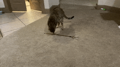 &#8220;What&#8217;s Wrong With My Cat?&#8221; Online Group Has Owners Posting Pics Of Their Malfunctioning Cats And Here Are 50 Of The Funniest Ones
