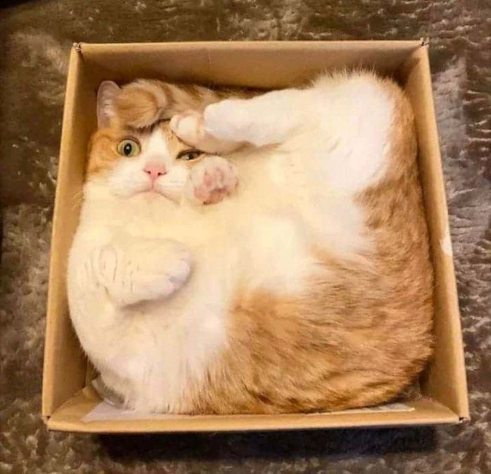 &#8220;What&#8217;s Wrong With My Cat?&#8221; Online Group Has Owners Posting Pics Of Their Malfunctioning Cats And Here Are 50 Of The Funniest Ones
