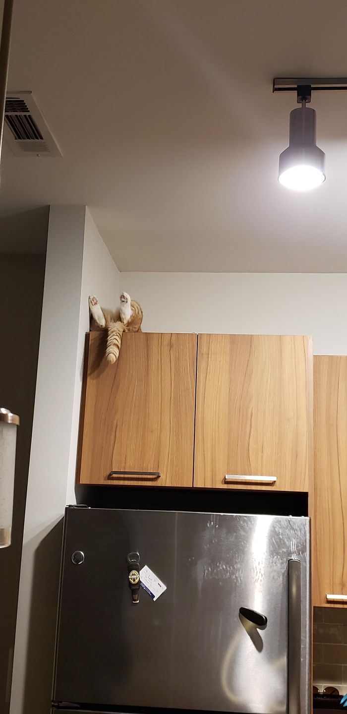 &#8220;What&#8217;s Wrong With My Cat?&#8221; Online Group Has Owners Posting Pics Of Their Malfunctioning Cats And Here Are 50 Of The Funniest Ones