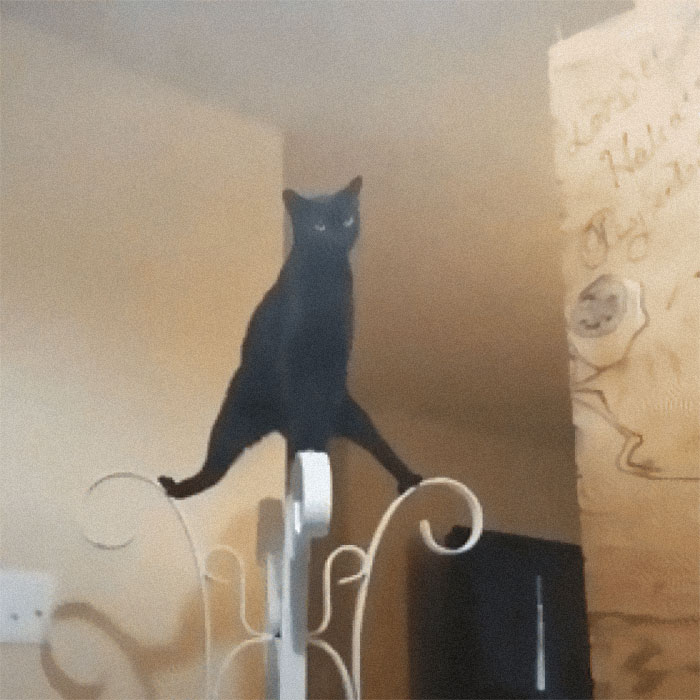 &#8220;What&#8217;s Wrong With My Cat?&#8221; Online Group Has Owners Posting Pics Of Their Malfunctioning Cats And Here Are 50 Of The Funniest Ones
