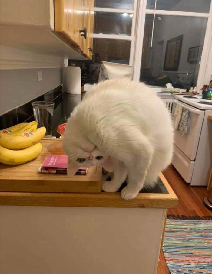 &#8220;What&#8217;s Wrong With My Cat?&#8221; Online Group Has Owners Posting Pics Of Their Malfunctioning Cats And Here Are 50 Of The Funniest Ones