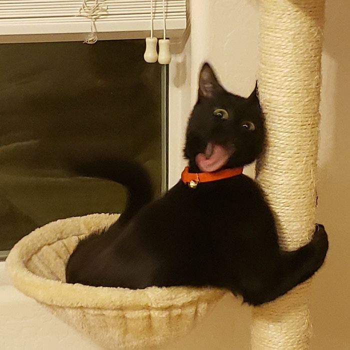 &#8220;What&#8217;s Wrong With My Cat?&#8221; Online Group Has Owners Posting Pics Of Their Malfunctioning Cats And Here Are 50 Of The Funniest Ones
