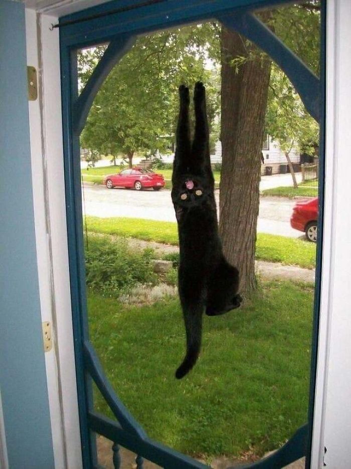 &#8220;What&#8217;s Wrong With My Cat?&#8221; Online Group Has Owners Posting Pics Of Their Malfunctioning Cats And Here Are 50 Of The Funniest Ones