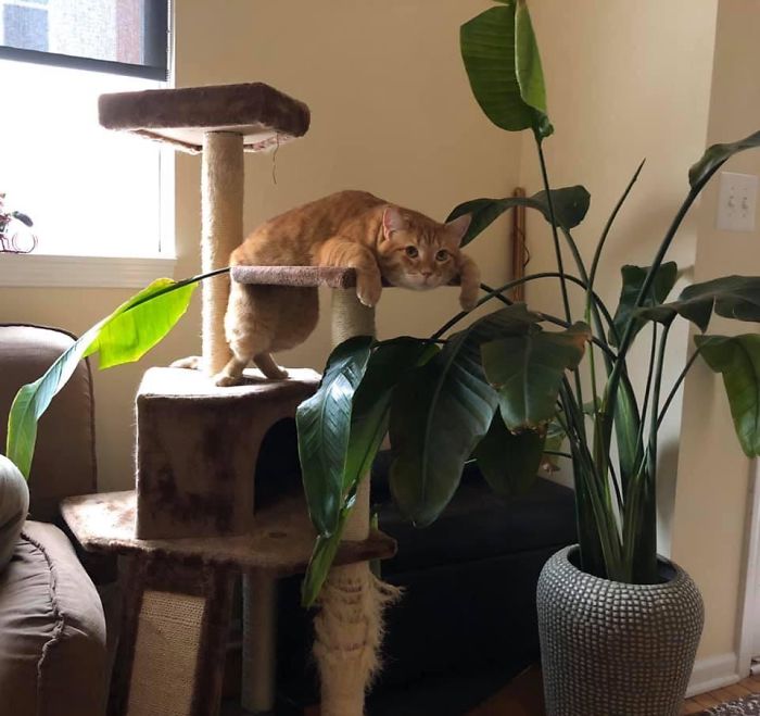 &#8220;What&#8217;s Wrong With My Cat?&#8221; Online Group Has Owners Posting Pics Of Their Malfunctioning Cats And Here Are 50 Of The Funniest Ones