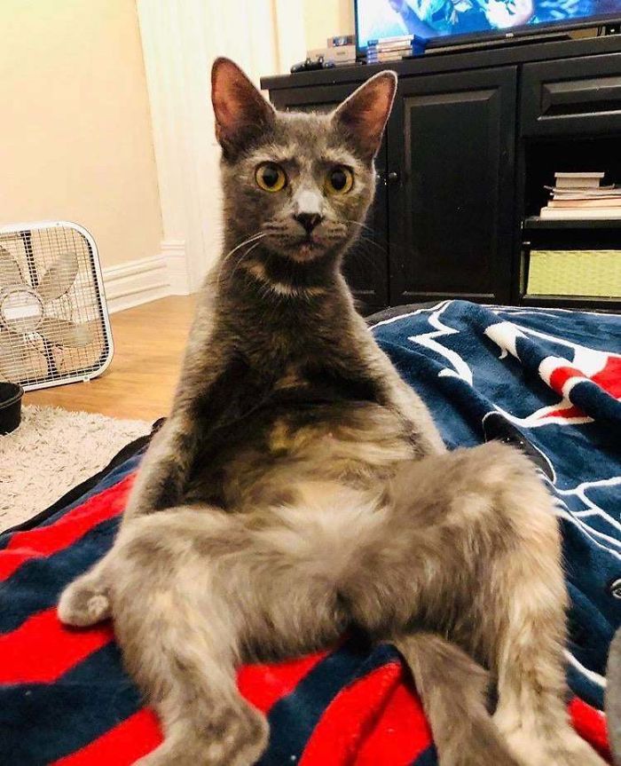 &#8220;What&#8217;s Wrong With My Cat?&#8221; Online Group Has Owners Posting Pics Of Their Malfunctioning Cats And Here Are 50 Of The Funniest Ones