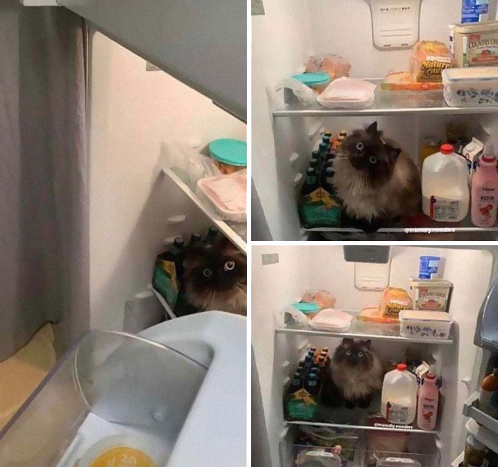 &#8220;What&#8217;s Wrong With My Cat?&#8221; Online Group Has Owners Posting Pics Of Their Malfunctioning Cats And Here Are 50 Of The Funniest Ones