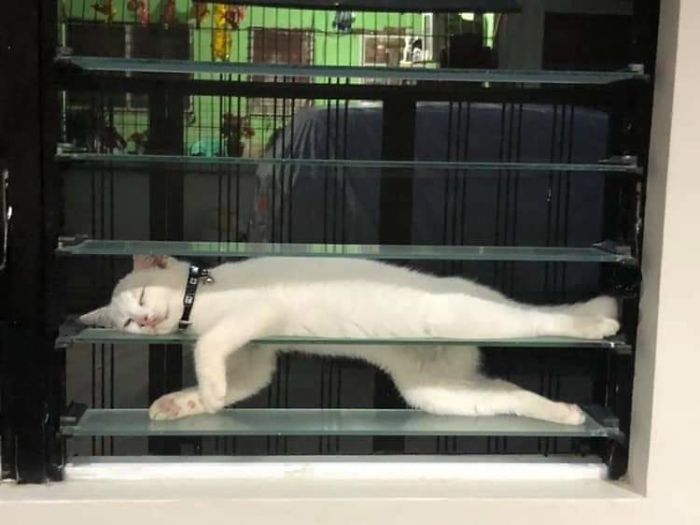 &#8220;What&#8217;s Wrong With My Cat?&#8221; Online Group Has Owners Posting Pics Of Their Malfunctioning Cats And Here Are 50 Of The Funniest Ones