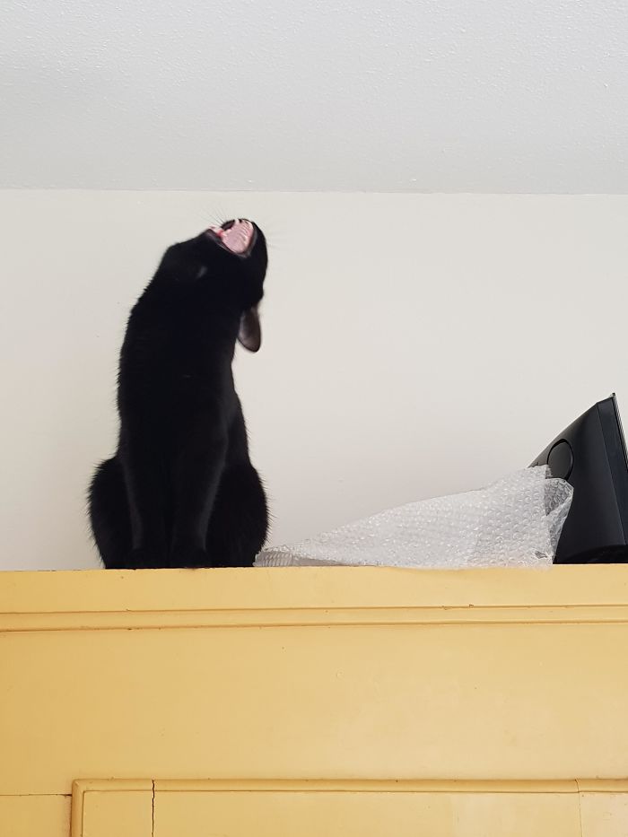 &#8220;What&#8217;s Wrong With My Cat?&#8221; Online Group Has Owners Posting Pics Of Their Malfunctioning Cats And Here Are 50 Of The Funniest Ones