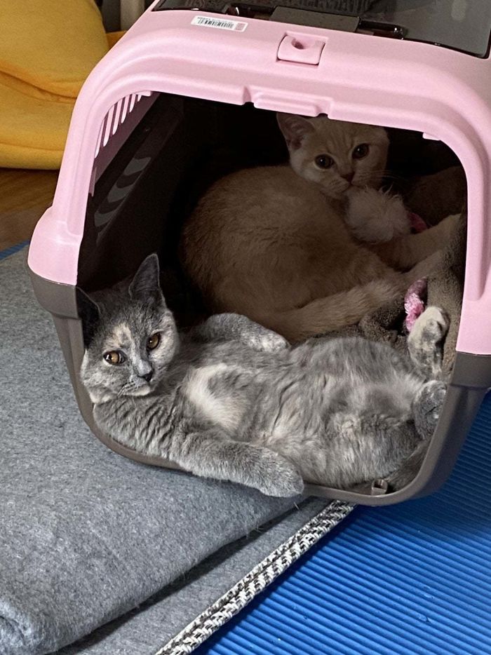 &#8220;What&#8217;s Wrong With My Cat?&#8221; Online Group Has Owners Posting Pics Of Their Malfunctioning Cats And Here Are 50 Of The Funniest Ones