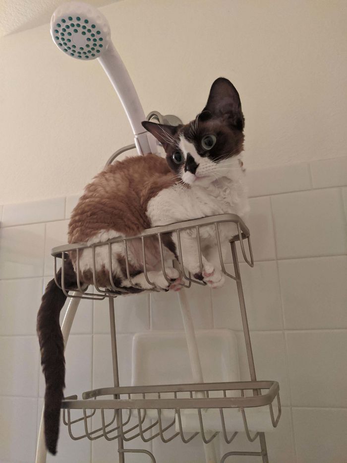 &#8220;What&#8217;s Wrong With My Cat?&#8221; Online Group Has Owners Posting Pics Of Their Malfunctioning Cats And Here Are 50 Of The Funniest Ones