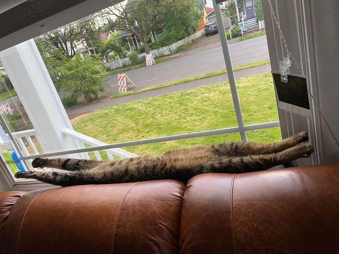&#8220;What&#8217;s Wrong With My Cat?&#8221; Online Group Has Owners Posting Pics Of Their Malfunctioning Cats And Here Are 50 Of The Funniest Ones