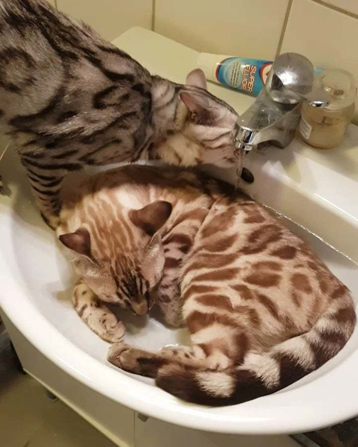&#8220;What&#8217;s Wrong With My Cat?&#8221; Online Group Has Owners Posting Pics Of Their Malfunctioning Cats And Here Are 50 Of The Funniest Ones